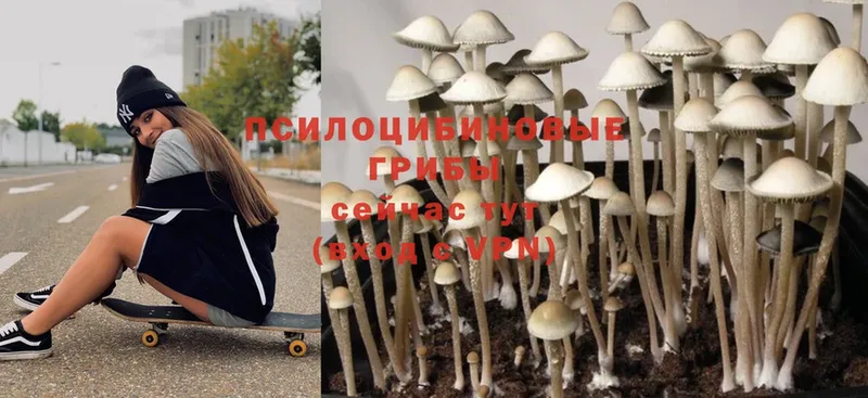 Галлюциногенные грибы Magic Shrooms  Бавлы 